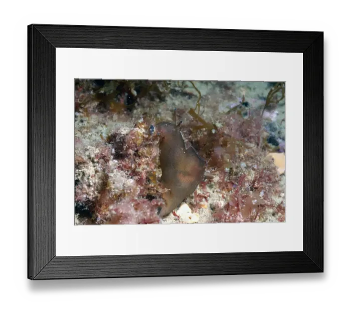 Framed Print : Sea-hare (Aplysia punctata) adult, on seabed, Brandy Bay, Isle of Purbeck, Dorset, England, August Framed Print : Sea-hare (Aplysia punctata) adult, on seabed, Brandy Bay, Isle of Purbeck, Dorset, England, August