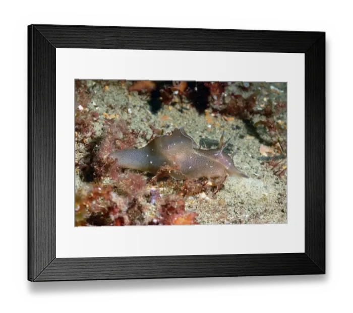 Framed Print : Sea-hare (Aplysia punctata) adult, on seabed, Brandy Bay, Isle of Purbeck, Dorset, England, August Framed Print : Sea-hare (Aplysia punctata) adult, on seabed, Brandy Bay, Isle of Purbeck, Dorset, England, August