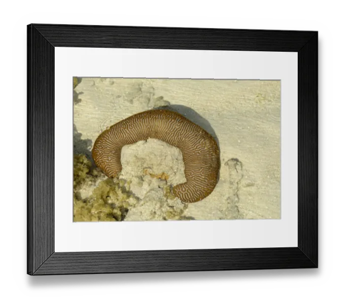 Framed Print : Variegated Sea Cucumber (Stichopus variegatus) adult, in shallow sea water at low tide, Queensland, Australia, November Framed Print : Variegated Sea Cucumber (Stichopus variegatus) adult, in shallow sea water at low tide, Queensland, Australia, November