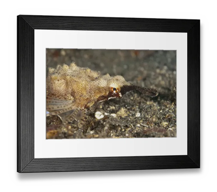 Framed Print : Pegasus Sea Moth (Eurypegasus draconis) adult, close-up of head, crawling on black sand, Lembeh Straits, Sulawesi Framed Print : Pegasus Sea Moth (Eurypegasus draconis) adult, close-up of head, crawling on black sand, Lembeh Straits, Sulawesi