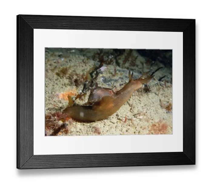 Framed Print : Sea-hare (Aplysia punctata) adult, on seabed, Brandy Bay, Isle of Purbeck, Dorset, England, August Framed Print : Sea-hare (Aplysia punctata) adult, on seabed, Brandy Bay, Isle of Purbeck, Dorset, England, August