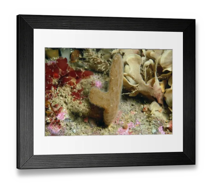 Framed Print : Finger Bryozoan (Alcyonidium diaphanum) Sea-chervil colony, Swanage Bay, Dorset, England, June Framed Print : Finger Bryozoan (Alcyonidium diaphanum) Sea-chervil colony, Swanage Bay, Dorset, England, June