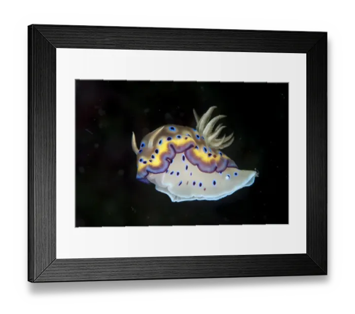 Framed Print : Kunes Chromodoris Seaslug (Chromodoris kunei) adult, swimming in water column, Lembeh Straits, Sulawesi, Sunda Islands