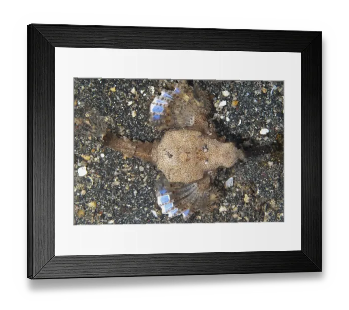 Framed Print : Pegasus Sea Moth (Eurypegasus draconis) adult, crawling on black sand, Lembeh Straits, Sulawesi, Sunda Islands Framed Print : Pegasus Sea Moth (Eurypegasus draconis) adult, crawling on black sand, Lembeh Straits, Sulawesi, Sunda Islands