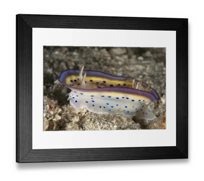 Framed Print : Kunes Chromodoris Seaslug (Chromodoris kunei) adult, mantle flapping behaviour, Lembeh Straits, Sulawesi Framed Print : Kunes Chromodoris Seaslug (Chromodoris kunei) adult, mantle flapping behaviour, Lembeh Straits, Sulawesi