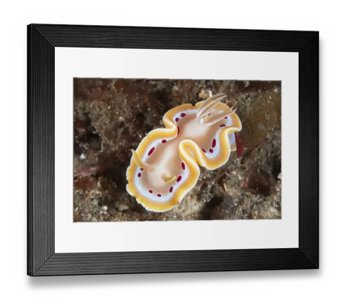 Framed Print : Blood-spotted Glossodoris Nudibranch (Glossodoris cruenta) adult, Lembeh Straits, Sulawesi, Sunda Islands, Indonesia Framed Print : Blood-spotted Glossodoris Nudibranch (Glossodoris cruenta) adult, Lembeh Straits, Sulawesi, Sunda Islands, Indonesia