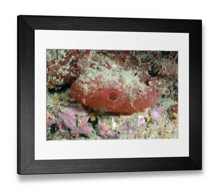 Framed Print : Sea-squirt (Ascidia mentula) adult, with open siphon, Brandy Bay, Isle of Purbeck, Dorset, England, August Framed Print : Sea-squirt (Ascidia mentula) adult, with open siphon, Brandy Bay, Isle of Purbeck, Dorset, England, August