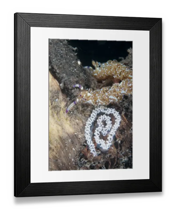 Framed Print : Aeolid Seaslug (Pteraeolidia ianthina) adult, beside eggs, Lembeh Straits, Sulawesi, Sunda Islands, Indonesia, November Framed Print : Aeolid Seaslug (Pteraeolidia ianthina) adult, beside eggs, Lembeh Straits, Sulawesi, Sunda Islands, Indonesia, November
