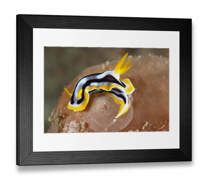 Framed Print : Magnificent Chromodorid Nudibranch (Chromodoris magnifica) adult, laying eggs, Lembeh Straits, Sulawesi, Sunda Islands Framed Print : Magnificent Chromodorid Nudibranch (Chromodoris magnifica) adult, laying eggs, Lembeh Straits, Sulawesi, Sunda Islands