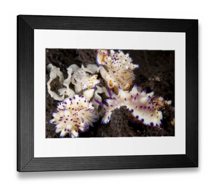 Framed Print : Multi-pustuled Mexichromis Nudibranch (Mexichromis multituberculata) adults, group with eggs on sand, Seraya, Bali Framed Print : Multi-pustuled Mexichromis Nudibranch (Mexichromis multituberculata) adults, group with eggs on sand, Seraya, Bali