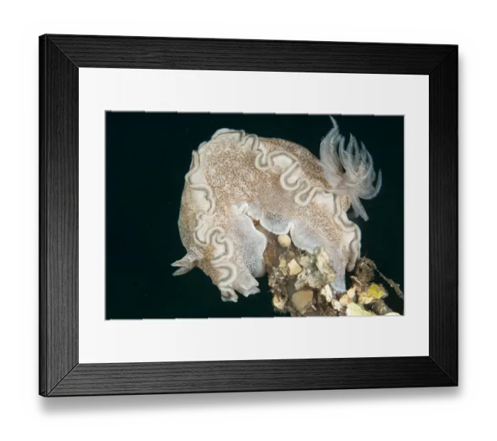 Framed Print : Hikueren Glossodoris Nudibranch (Glossodoris hikuerensis) adult, Lembeh Straits, Sulawesi, Sunda Islands, Indonesia Framed Print : Hikueren Glossodoris Nudibranch (Glossodoris hikuerensis) adult, Lembeh Straits, Sulawesi, Sunda Islands, Indonesia