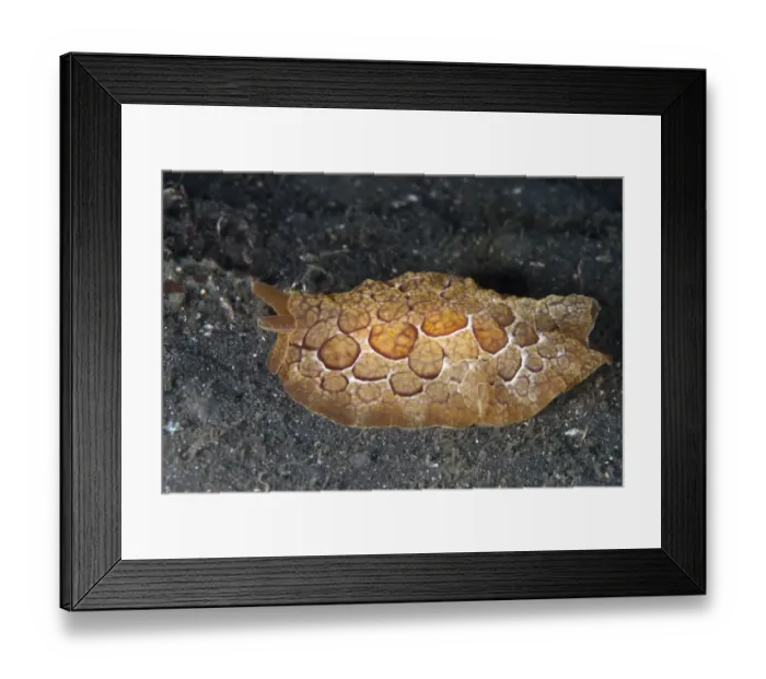 Framed Print : Forskals Pleurobranchus Seaslug (Pleurobranchus forskalii) adult, crawling on black sand, Lembeh Straits, Sulawesi Framed Print : Forskals Pleurobranchus Seaslug (Pleurobranchus forskalii) adult, crawling on black sand, Lembeh Straits, Sulawesi