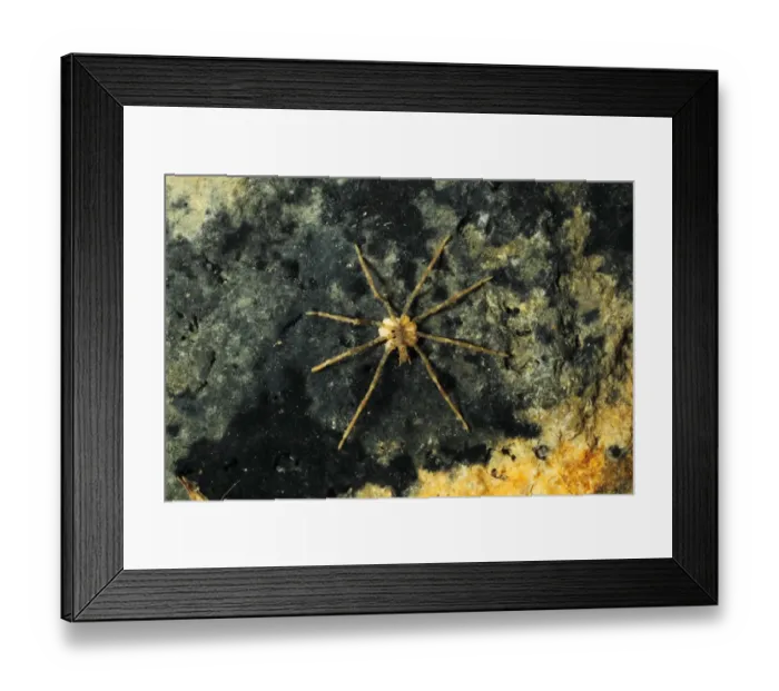 Framed Print : Sea Spider (Ammothea hilgendorfi) introduced species, adult, under stone on shore, Poole Harbour, Dorset, England Framed Print : Sea Spider (Ammothea hilgendorfi) introduced species, adult, under stone on shore, Poole Harbour, Dorset, England