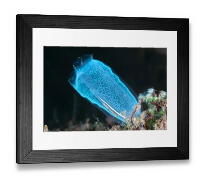 Framed Print : Delicate Blue Sea-squirt (Rhopalaea sp. ) adult, on reef, Seraya, Bali, Lesser Sunda Islands, Indonesia, April