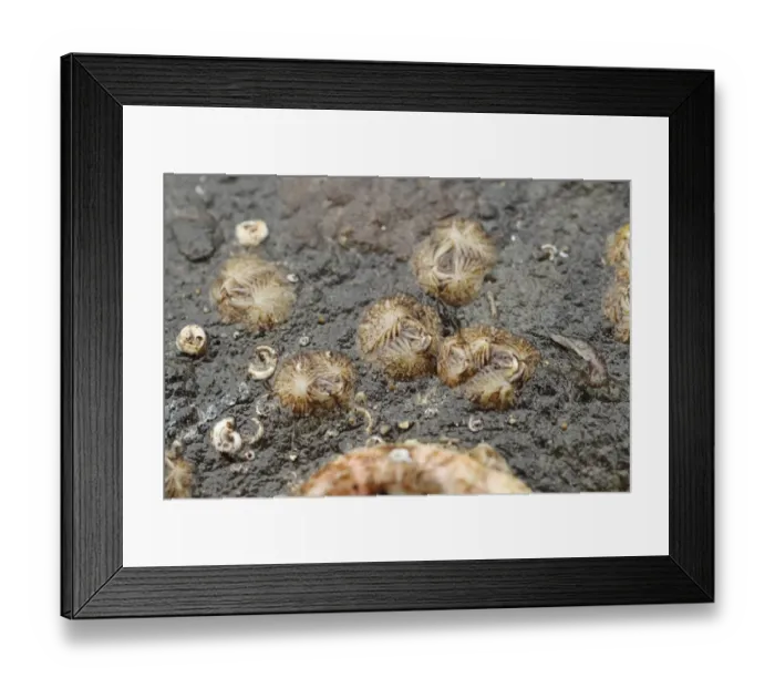 Framed Print : Sessile Barnacle (Verruca stroemia) adults, group on rock exposed at low tide, Lyme Regis, Dorset, England, March