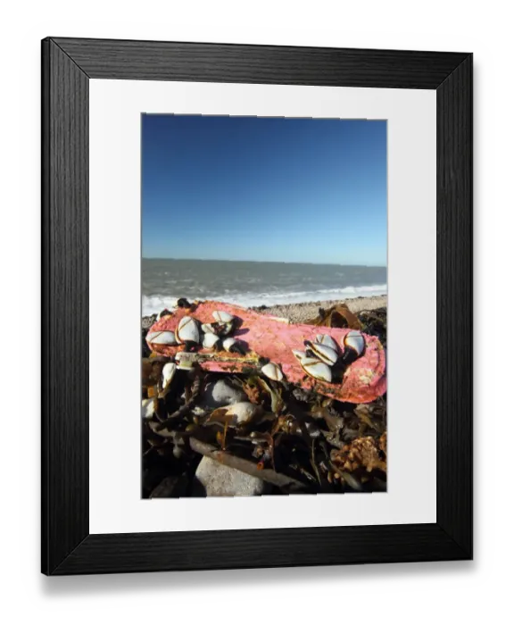 Framed Print : Common Goose Barnacle (Lepas anatifera) adults, group attached to flipflop washed up on beach, Chesil Beach, Dorset Framed Print : Common Goose Barnacle (Lepas anatifera) adults, group attached to flipflop washed up on beach, Chesil Beach, Dorset