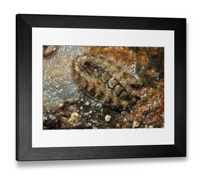 Framed Print : Bristled Chiton (Acanthochitona fascicularis) adult, in rockpool at low tide, Mounts Bay, Marazion, Cornwall, England Framed Print : Bristled Chiton (Acanthochitona fascicularis) adult, in rockpool at low tide, Mounts Bay, Marazion, Cornwall, England