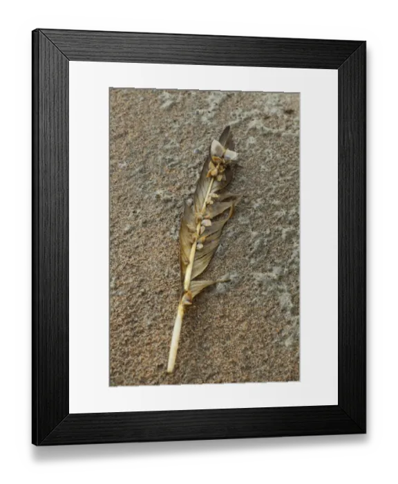 Framed Print : Goose Barnacle (Lepas pectinata) and Buoy Barnacle (Dosima fascicularis) adults