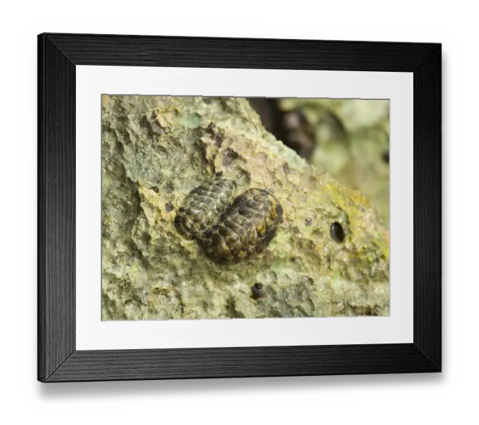 Framed Print : Fuzzy Chiton (Acanthopleura granulata) two adults, on wave eroded coral, Bonaire, Leeward Antilles, Lesser Antilles Framed Print : Fuzzy Chiton (Acanthopleura granulata) two adults, on wave eroded coral, Bonaire, Leeward Antilles, Lesser Antilles