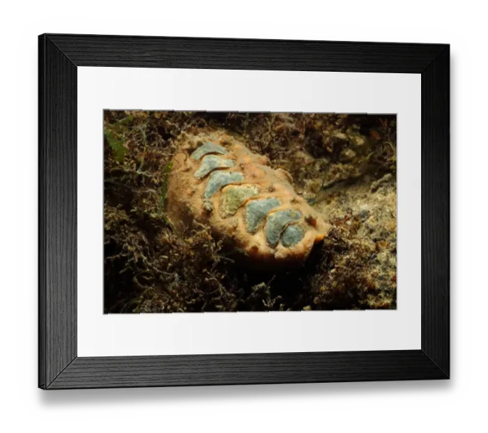 Framed Print : Chiton (Acanthochitona crinita) adult, under stone on shore, Poole Harbour, Dorset, England, October Framed Print : Chiton (Acanthochitona crinita) adult, under stone on shore, Poole Harbour, Dorset, England, October