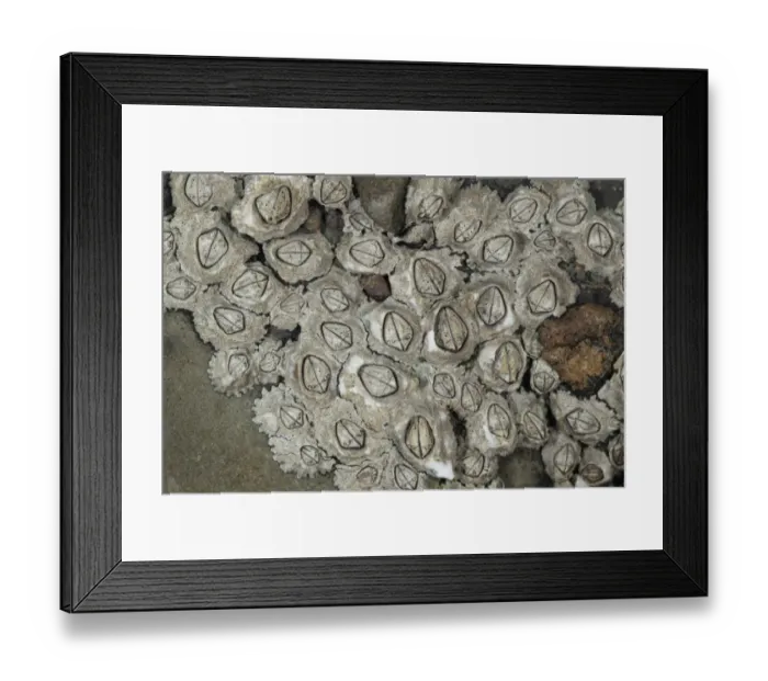 Framed Print : Montagus Stellate Barnacle (Chthamalus montagui) adults, group exposed on rocks at low tide, Kimmeridge Framed Print : Montagus Stellate Barnacle (Chthamalus montagui) adults, group exposed on rocks at low tide, Kimmeridge