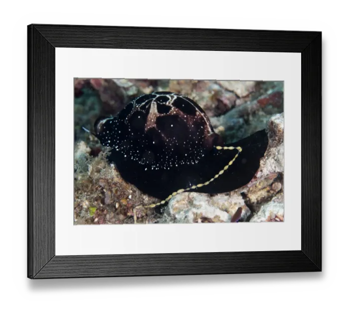 Framed Print : Common Egg Cowrie (Ovula ovum) adult, laying string of eggs, Lembeh Straits, Sulawesi, Sunda Islands, Indonesia, July Framed Print : Common Egg Cowrie (Ovula ovum) adult, laying string of eggs, Lembeh Straits, Sulawesi, Sunda Islands, Indonesia, July