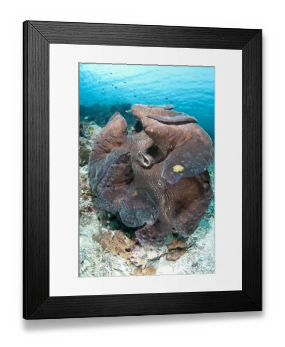 Framed Print : Fluted Giant Clam (Tridacna squamosa) adult, Dampier Straits, Raja Ampat Islands (Four Kings), West Papua, New Guinea Framed Print : Fluted Giant Clam (Tridacna squamosa) adult, Dampier Straits, Raja Ampat Islands (Four Kings), West Papua, New Guinea
