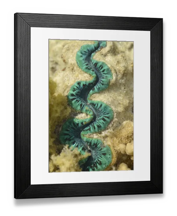 Framed Print : Boring Clam (Tridacna crocea) adult, close-up of mantle, in shallow water at low tide, Queensland, Australia, November