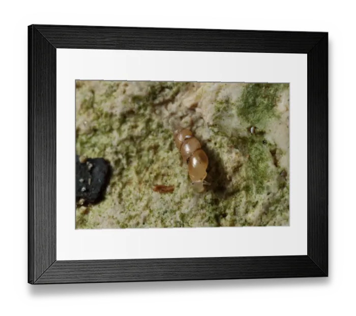 Framed Print : Looping Snail (Truncatella subcylindrica) adult, under rock on shore, Portland Harbour, Dorset, England, October Framed Print : Looping Snail (Truncatella subcylindrica) adult, under rock on shore, Portland Harbour, Dorset, England, October