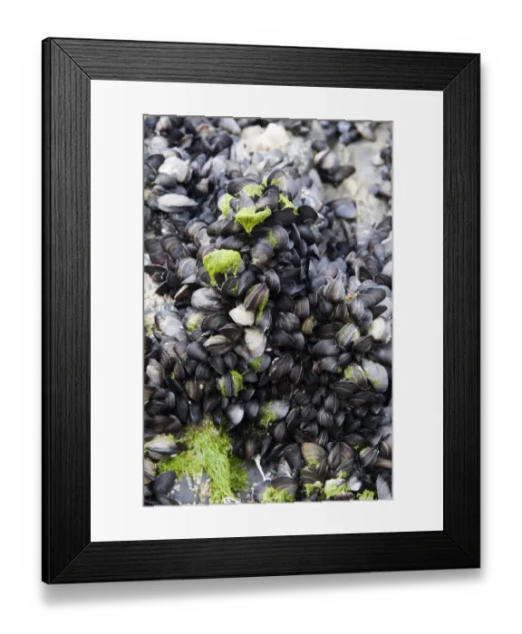 Framed Print : Common Mussel (Mytilus edulis) group, on rocks near seashore, Newquay, Cornwall, England, August Framed Print : Common Mussel (Mytilus edulis) group, on rocks near seashore, Newquay, Cornwall, England, August