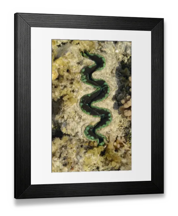 Framed Print : Boring Clam (Tridacna crocea) adult, close-up of mantle, in shallow water at low tide, Queensland, Australia, November Framed Print : Boring Clam (Tridacna crocea) adult, close-up of mantle, in shallow water at low tide, Queensland, Australia, November