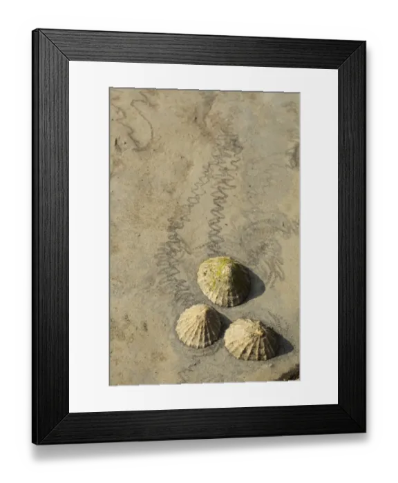 Framed Print : Common Limpet (Patella vulgata) three adults, attached to rock with feeding tracks at low tide, Kimmeridge Bay