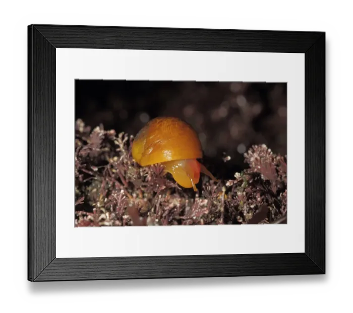 Framed Print : Flat Periwinkle (Littorina obtusata) adult, Kimmeridge Bay, Dorset, England, January Framed Print : Flat Periwinkle (Littorina obtusata) adult, Kimmeridge Bay, Dorset, England, January