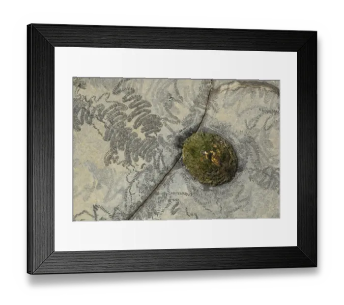 Framed Print : Common Limpet (Patella vulgata) adult, attached to rock with feeding tracks at low tide, Kimmeridge, Dorset, England Framed Print : Common Limpet (Patella vulgata) adult, attached to rock with feeding tracks at low tide, Kimmeridge, Dorset, England