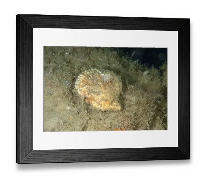 Framed Print : Variegated Scallop (Chlamys varia) adult, on seabed, Lyme Bay, Dorset, England, August Framed Print : Variegated Scallop (Chlamys varia) adult, on seabed, Lyme Bay, Dorset, England, August