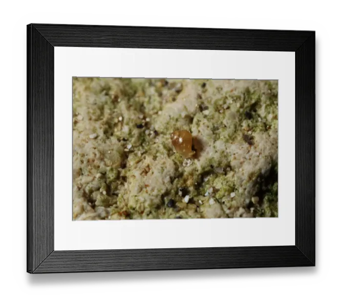 Framed Print : Lagoon Snail (Paludinella littorina) adult, under rock on shore, Portland Harbour, Dorset, England, October Framed Print : Lagoon Snail (Paludinella littorina) adult, under rock on shore, Portland Harbour, Dorset, England, October