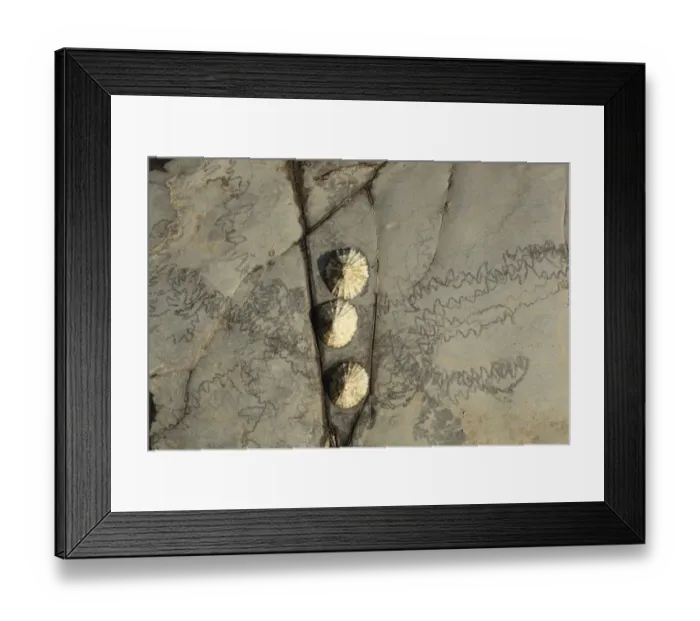 Framed Print : Common Limpet (Patella vulgata) three adults, attached to rock with feeding tracks at low tide, Kimmeridge Bay