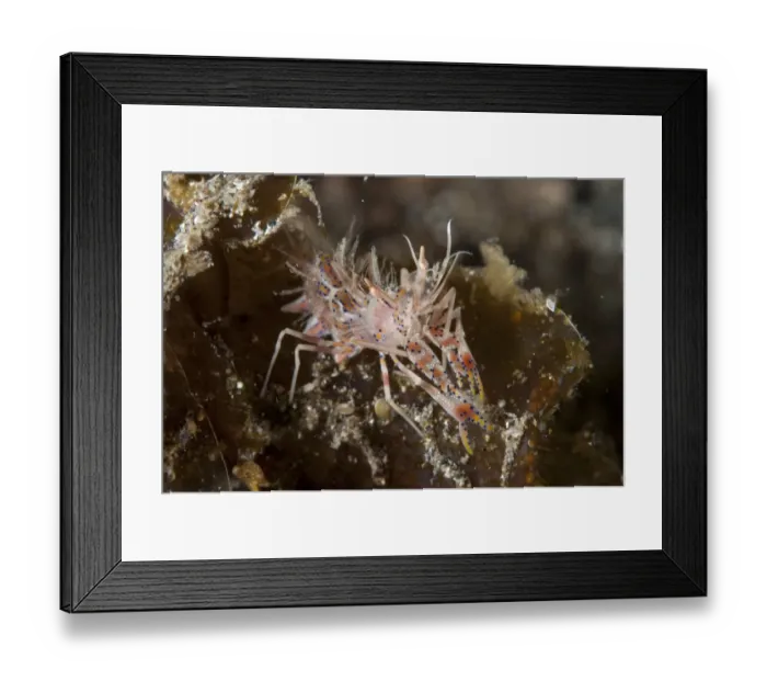 Framed Print : Bumblebee Shrimp (Phyllognathia ceratophthalmus) adult, Lembeh Straits, Sulawesi, Sunda Islands, Indonesia, November