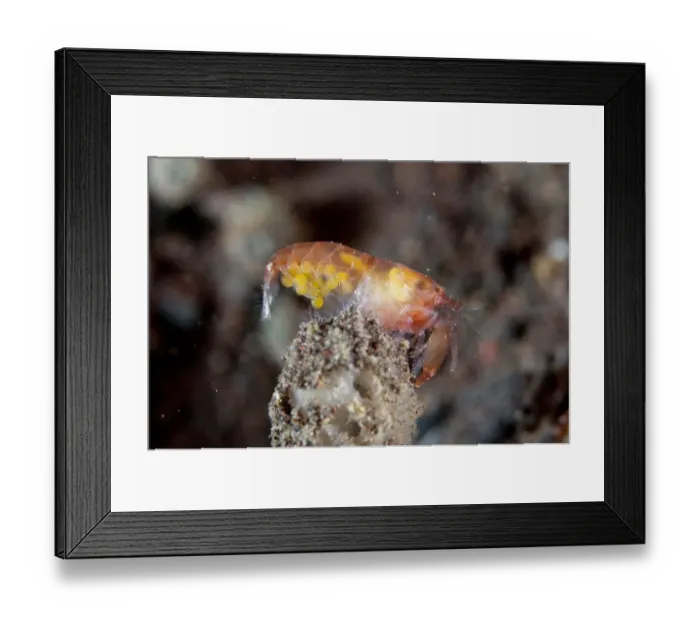 Framed Print : Snapping Shrimp (Synalpheus sp. ) adult female, with eggs, on reef at night Seraya, Bali, Lesser Sunda Islands Framed Print : Snapping Shrimp (Synalpheus sp. ) adult female, with eggs, on reef at night Seraya, Bali, Lesser Sunda Islands