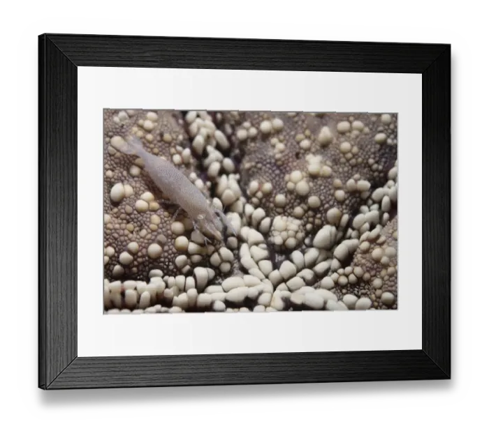 Framed Print : Rounded Seastar Shrimp (Zenopontonia noverca) adult, camouflaged on underside of Honeycomb Starfish Framed Print : Rounded Seastar Shrimp (Zenopontonia noverca) adult, camouflaged on underside of Honeycomb Starfish