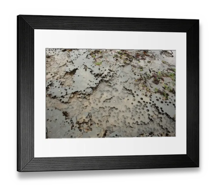 Framed Print : Piddock (Pholadidae sp. ) bores in soft stone, Charmouth Beach, Lyme Regis, Dorset, England, March Framed Print : Piddock (Pholadidae sp. ) bores in soft stone, Charmouth Beach, Lyme Regis, Dorset, England, March