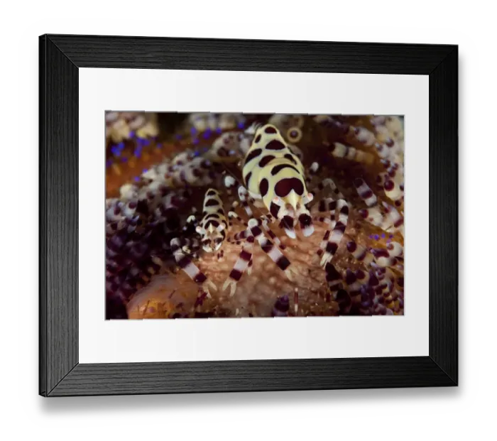 Framed Print : Colemans Shrimp (Periclimenes colemani) adult pair, resting in Fire Urchin (Asthenosoma varium), Lembeh Straits Framed Print : Colemans Shrimp (Periclimenes colemani) adult pair, resting in Fire Urchin (Asthenosoma varium), Lembeh Straits