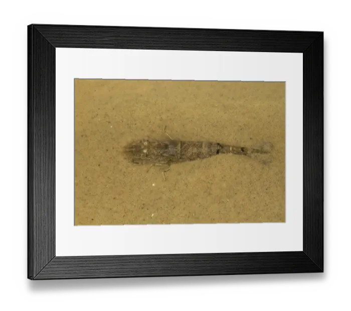 Framed Print : Common Shrimp (Crangon crangon) adult, on sand in shallow water, Norfolk, England, August Framed Print : Common Shrimp (Crangon crangon) adult, on sand in shallow water, Norfolk, England, August