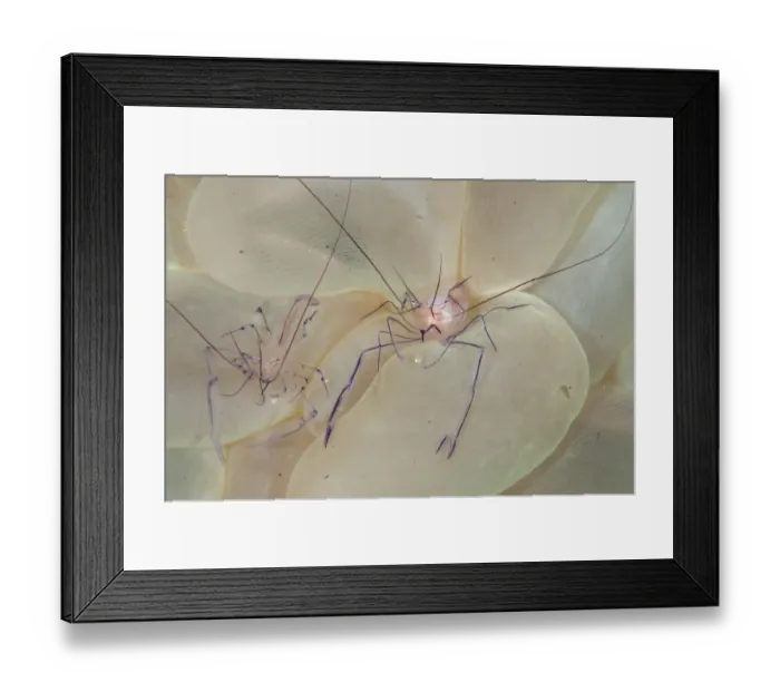 Framed Print : Commensal Shrimp (Vir philippinensis) adult pair, resting on Bubble Coral (Plerogyra sinuosa), Lembeh Straits Framed Print : Commensal Shrimp (Vir philippinensis) adult pair, resting on Bubble Coral (Plerogyra sinuosa), Lembeh Straits