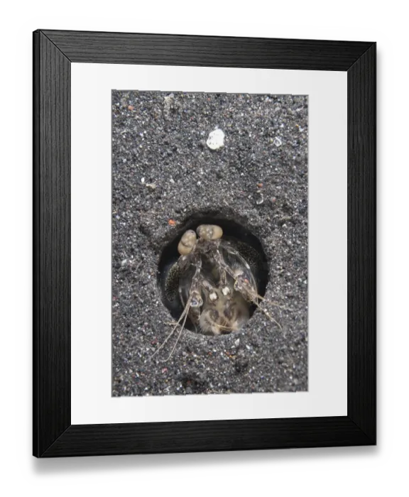 Framed Print : Spearing Mantis Shrimp (Lysiosquillina tredecimdentata) adult, at burrow entrance in black sand, Lembeh Straits Framed Print : Spearing Mantis Shrimp (Lysiosquillina tredecimdentata) adult, at burrow entrance in black sand, Lembeh Straits