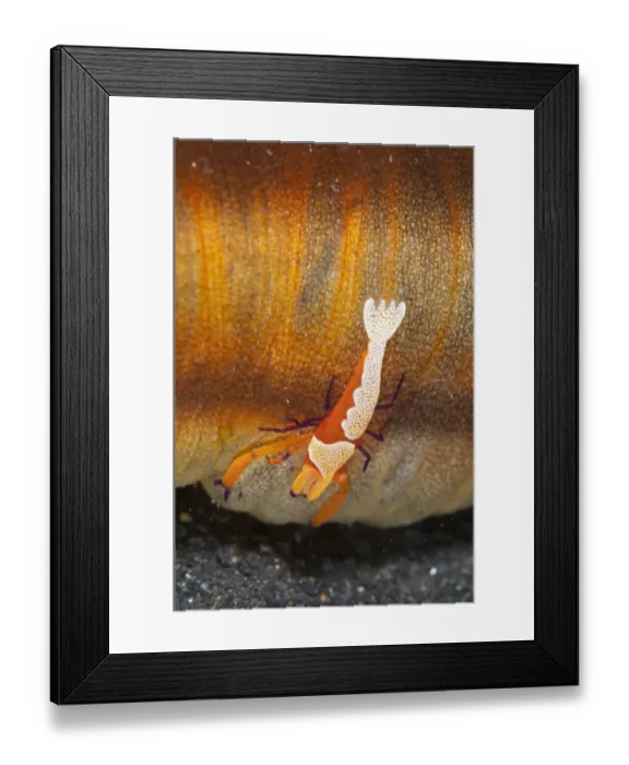 Framed Print : Imperial Shrimp (Periclimenes imperator) adult, riding on Spotted Worm Sea Cucumber (Synapta maculata), Lembeh Straits Framed Print : Imperial Shrimp (Periclimenes imperator) adult, riding on Spotted Worm Sea Cucumber (Synapta maculata), Lembeh Straits