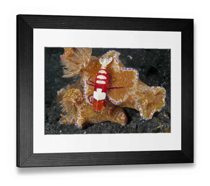Framed Print : Imperial Shrimp (Periclimenes imperator) adult, riding on Nudibranch (Ceratosoma tenue) at night, Lembeh Straits