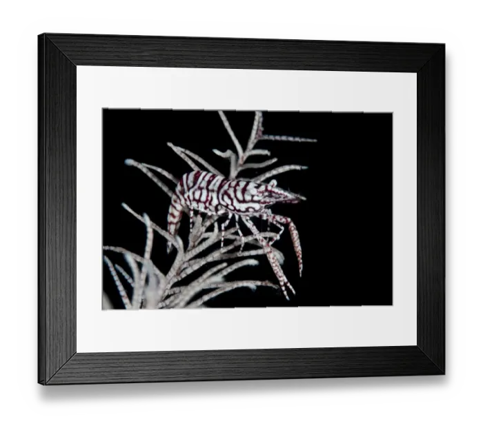 Framed Print : Leopard Crinoid Shrimp (Laomenes pardus) adult, resting on crinoid, Lembeh Straits, Sulawesi, Sunda Islands, Indonesia Framed Print : Leopard Crinoid Shrimp (Laomenes pardus) adult, resting on crinoid, Lembeh Straits, Sulawesi, Sunda Islands, Indonesia
