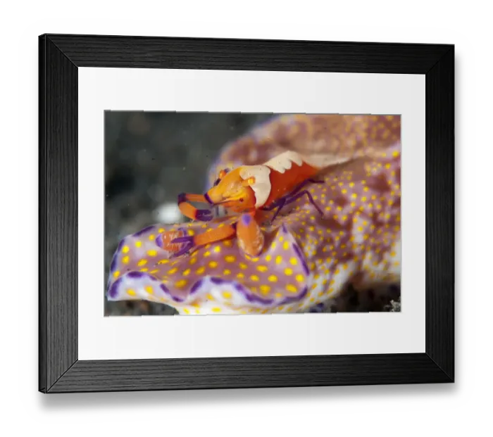 Framed Print : Imperial Shrimp (Periclimenes imperator) adult, feeding, riding on Purple-edged Ceratosoma Nudibranch (Ceratosoma tenue)