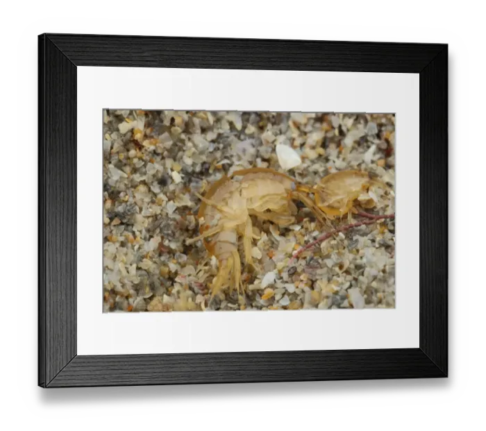 Framed Print : Gammarid Shrimp (Gammarus locusta) two adults, under stone on shore, Sennon Cove, Cornwall, England, November